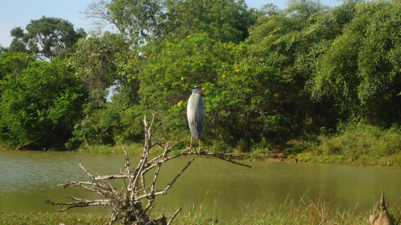 Heina Nature Resort - Eco Home And Yala Safari Kataragama Eksteriør bilde