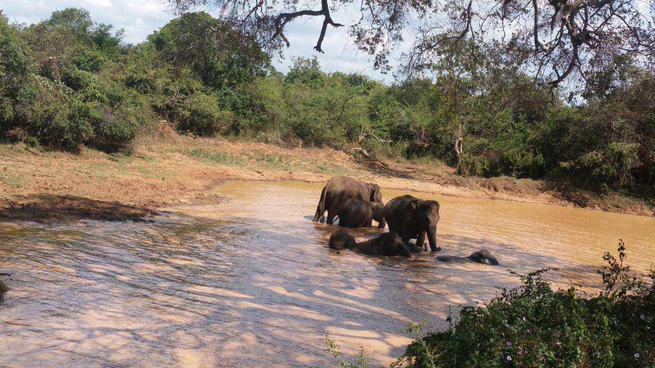 Heina Nature Resort - Eco Home And Yala Safari Kataragama Eksteriør bilde