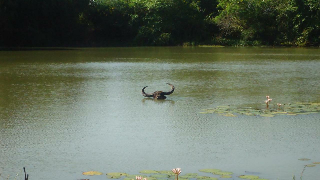 Heina Nature Resort - Eco Home And Yala Safari Kataragama Eksteriør bilde