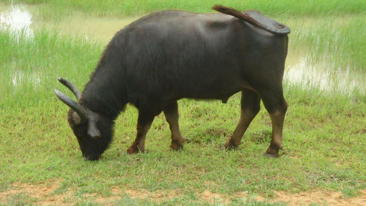 Heina Nature Resort - Eco Home And Yala Safari Kataragama Eksteriør bilde