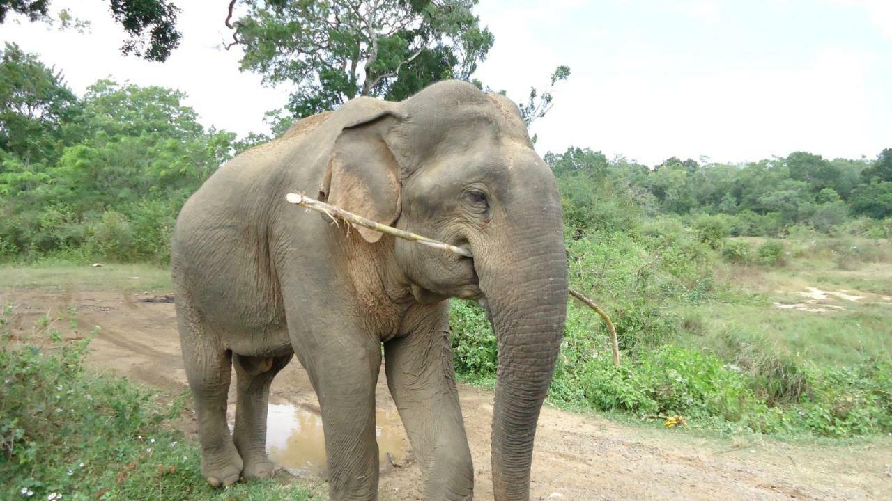 Heina Nature Resort - Eco Home And Yala Safari Kataragama Eksteriør bilde